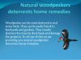 NATURAL WOODPECKERS DETERRENTS HOME REMEDIES PowerPoint PPT Presentation