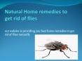 NATURAL HOME REMEDIES TO GET RID OF FLIES PowerPoint PPT Presentation
