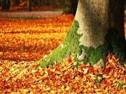 All The Costs Of Tree Removal Explained!