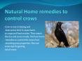 NATURAL HOME REMEDIES TO CONTROL CROWS PowerPoint PPT Presentation