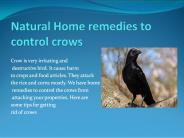 NATURAL HOME REMEDIES TO CONTROL CROWS
