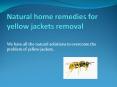 NATURAL HOME REMEDIES FOR YELLOW JACKETS REMOVAL PowerPoint PPT Presentation