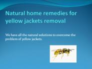 NATURAL HOME REMEDIES FOR YELLOW JACKETS REMOVAL