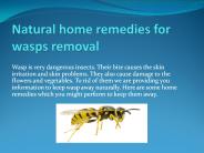 NATURAL HOME REMEDIES FOR WASPS REMOVAL