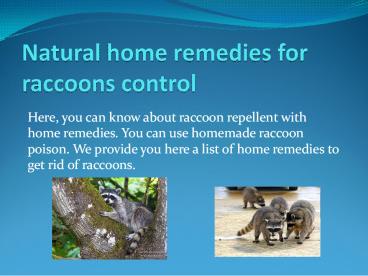 NATURAL HOME REMEDIES FOR RACCOONS CONTROL