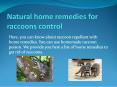 NATURAL HOME REMEDIES FOR RACCOONS CONTROL PowerPoint PPT Presentation