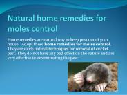 NATURAL HOME REMEDIES FOR MOLES CONTROL
