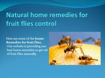 NATURAL HOME REMEDIES FOR FRUIT FLIES CONTROL