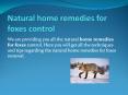 NATURAL HOME REMEDIES FOR FOXES CONTROL PowerPoint PPT Presentation