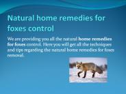 NATURAL HOME REMEDIES FOR FOXES CONTROL