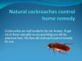 NATURAL COCKROACHES CONTROL HOME REMEDY PowerPoint PPT Presentation