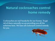 NATURAL COCKROACHES CONTROL HOME REMEDY