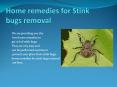 HOME REMEDIES FOR STINK BUGS REMOVAL PowerPoint PPT Presentation