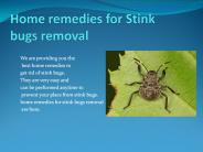 HOME REMEDIES FOR STINK BUGS REMOVAL