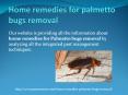 Home remedies for palmetto bugs removal PowerPoint PPT Presentation