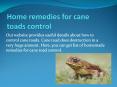 HOME REMEDIES FOR CANE TOADS CONTROL PowerPoint PPT Presentation