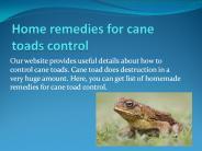 HOME REMEDIES FOR CANE TOADS CONTROL