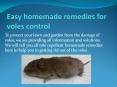 EASY HOMEMADE REMEDIES FOR VOLES CONTROL PowerPoint PPT Presentation
