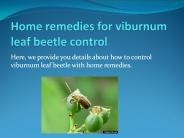 HOME REMEDIES FOR VIBURNUM LEAF BEETLE CONTROL