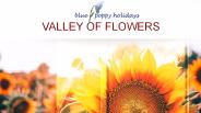 Blue Poppy – Valley of Flowers
