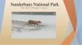 sundarbans national park PowerPoint PPT Presentation