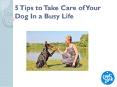 Dog Shampoos For Ticks And Flea - Captain Zack PowerPoint PPT Presentation