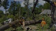 Why Is Tree Removal Melbourne Important For Protecting The Property And The Inmates?