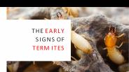 The Early Signs of Termites