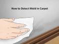 How to Detect Mold in Carpet by Carolina Water Damage Restoration PowerPoint PPT Presentation