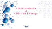 A Brief Introduction  of CD19 CAR-T Therapy