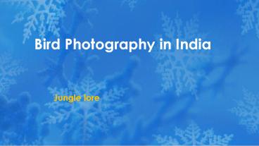 Bird Photography in India