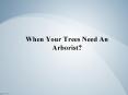 When Your Trees Need An Arborist? - MJS Tree and Stump PowerPoint PPT Presentation