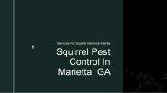 Squirrel Pest Control In Georgia