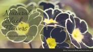 Kind Of Natural Black Flowers