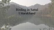 Birding in sattal Uttarakhand
