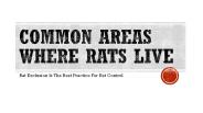 Rat Control Services In Atlanta