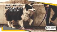 Easy Tips to Train an Adult Pet Dog