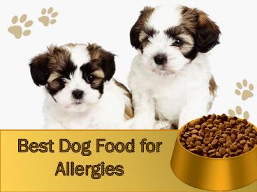 Best Dog Food for Allergies