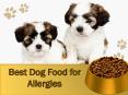 Best Dog Food for Allergies PowerPoint PPT Presentation