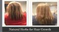 Most Beneficial Natural Herbs for Hair Growth PowerPoint PPT Presentation