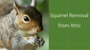 Squirrel Removal From Attic
