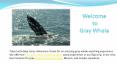 Baja Gray Whale Watching Trip PowerPoint PPT Presentation