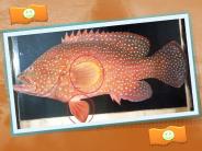 Get These Health Benefits Out Of Whitsundays Fishing