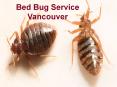 Bed Bug Service Vancouver PowerPoint PPT Presentation