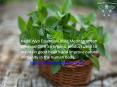 Organic Oregano Oil: Next Generation Health Remedy!! PowerPoint PPT Presentation