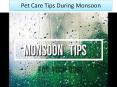 Pet Care Tips During Monsoon PowerPoint PPT Presentation