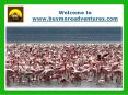 Book Masai Mara Migration Safari PowerPoint PPT Presentation