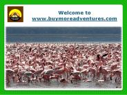 Book Masai Mara Migration Safari