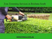 Tree Trimming Services in Brisbane South