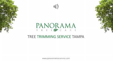 Tree Trimming Service Tampa - Panorama Tree Service
